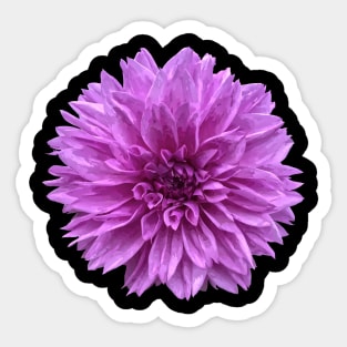 Pretty purple Dahlia Botanical Bee Flower Annual Sticker